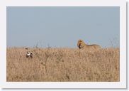 15SerengetiAMGameDrive - 10 * This male Lion paraded by an old kill being worked over by vultures. This is possibly the same male we observed sunning on the rock the day we arrived in the Serengeti. We are very close to that location from here.